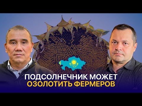 Видео: Подсолнечник в Казахстане: спрос, рентабельность, риски и рынки сбыта в 2025 — Фарид Абитаев