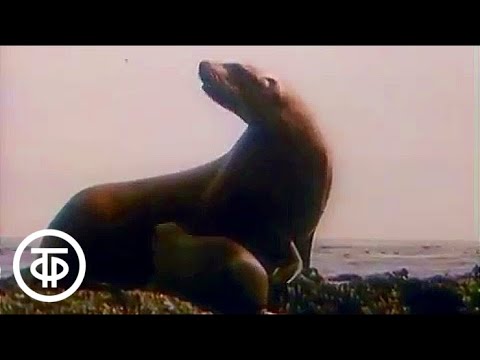 Видео: В мире животных. Курильские острова. 1990 г. | В мире животных