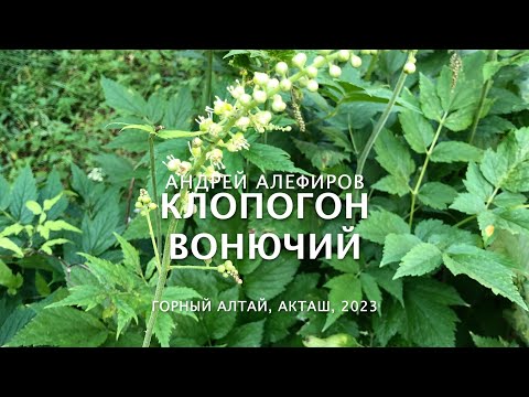 Видео: Клопогон вонючий. Алефиров А.Н.