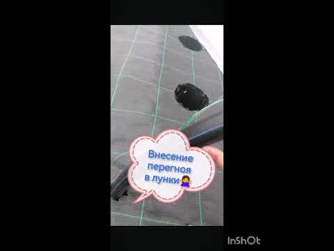 Видео: ошибки чайника в выращивании клубники. итоги первого года