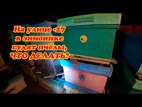 Видео: ЗИМОВКА ПЧЁЛ В ЗИМОВНИКЕ, ПРИ ПОХОЛОДАНИИ НА УЛИЦЕ  -27, ЧТО СДЕЛАТЬ ЕСЛИ ГУДЯТ ПЧЁЛЫ.