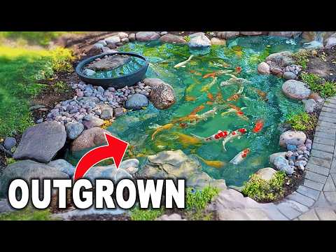 Видео: Этим кои нужно было больше места... Поэтому мы перестроили их пруд!