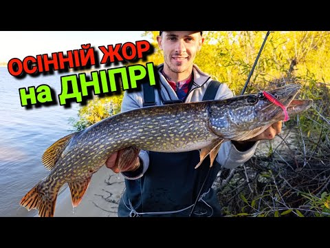 Видео: ОСІННІЙ ЖОР Почався 💥Здорова ЩУКА та СУДАК клюють як СКАЖЕНІ✅