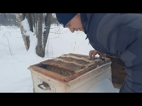 Видео: НА ПАСЕКЕ БЕДА, ПОГИБЛА ВСЯ ПАСЕКА!!!!!