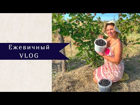 Видео: Моя ежевика: сорта, сбор урожая, трудности | Уход после плодоношения
