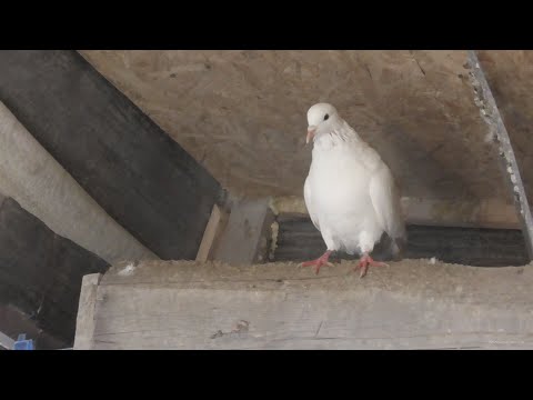 Видео: Вот это поворот! Чужак это не Чужак!