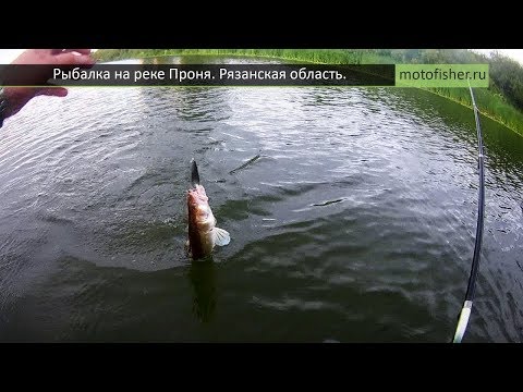 Видео: Рыбалка на р. Проня Рязанской области. Судак, подлещик и куча мелочи