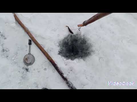 Видео: продолжение налимьей эпопеи очередной отчёт за пару дней
