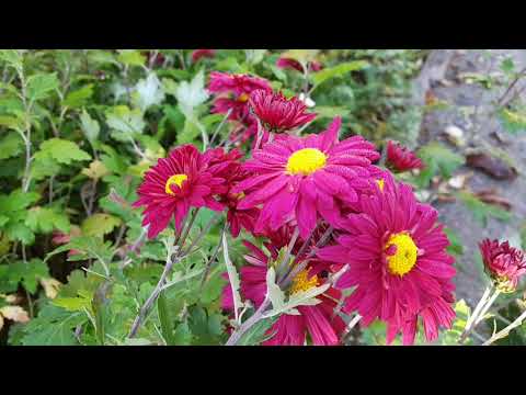 Видео: 30 октября 2025 г.