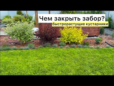 Видео: Декоративные кустарники в моём саду! Подробный обзор с названиями!