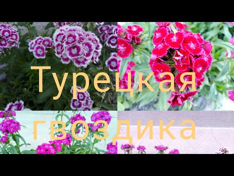 Видео: Турецкая гвоздика.Посев.Уход.Цветение.