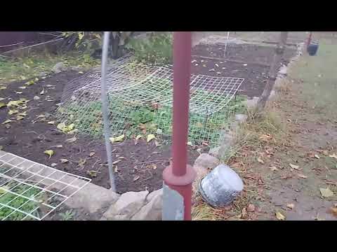 Видео: Вийшла прогулятись по осінньому саду і городу.