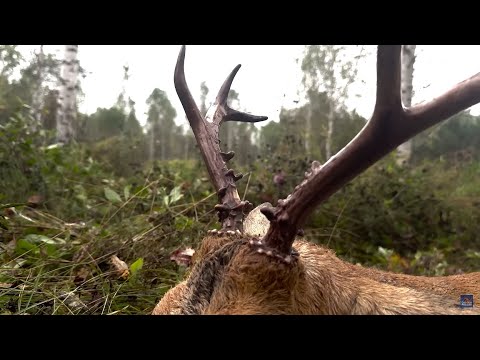 Видео: Охота на ТРОФЕЙНУЮ КОСУЛЮ и КАБАНА. Оружейный Барон @TopHunterTV приехал к нам на охоту