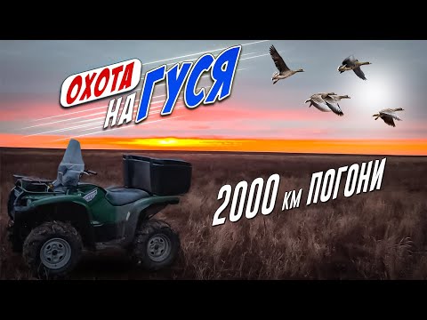 Видео: охота на гуся 2023! 2000км  в погоне за гусями