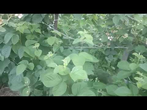 Видео: Ежевика Вон, Небеса и др.