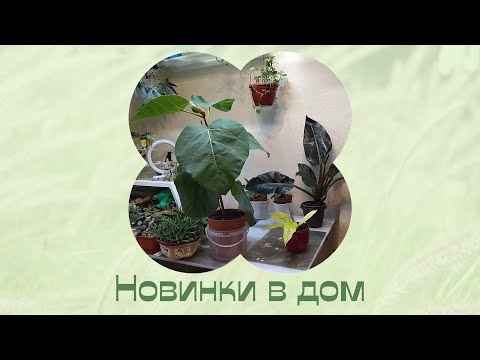 Видео: На Бархатную свадьбу, цветы с бархатными листиками. Новинки.