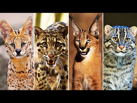 Видео: 10 Самых Редких Диких Кошек! Кошачьи в Деле!