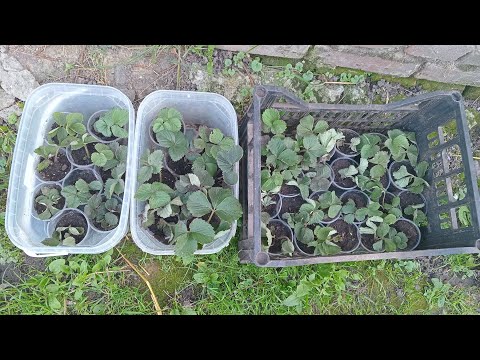 Видео: Работы в саду 