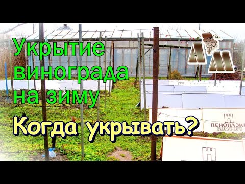 Видео: 🍇 Укрытие винограда на зиму - 1. Сроки укрытия