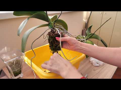 Видео: ГРУППОВАЯ ПЕРЕСАДКА. Орхидеи ДВА года во МХЕ. Корни МОЩЬ!