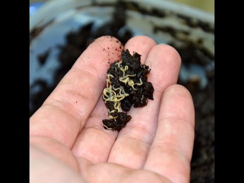 Видео: Создание культуры белых червей – совет вторника