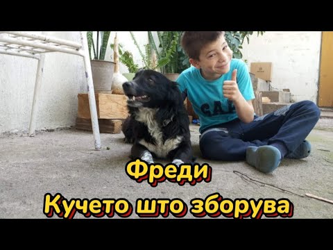 Видео: Фреди - кучето што зборува (пародија)