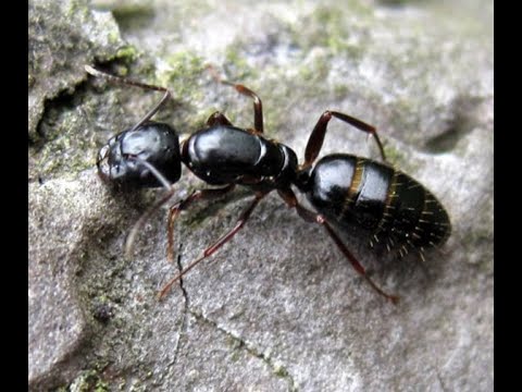 Видео: Мушка Муравей крылатый чёрный. Снасти для рыбалки. Отличная летняя мушка по белой рыбе.