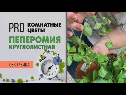 Видео: Пеперомия круглолистная - нефритовое ожерелье или ползучие пуговицы | Вечнозеленая красавица.