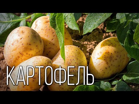 Видео: Картофель: Второй "Хлеб" | Интересные факты про картофель