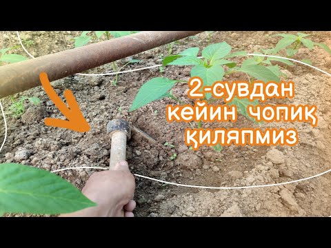 Видео: 2-сувдан кейин булғор қалампирини чопиқ қиляпмиз