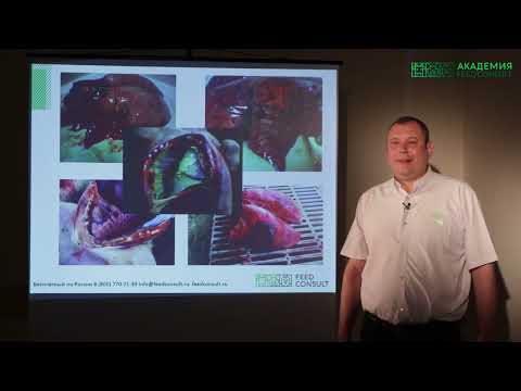 Видео: Оксидативный стресс у свиней