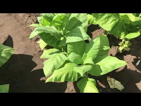 Видео: Табак 2 месяца в грунте. Первая ломка.