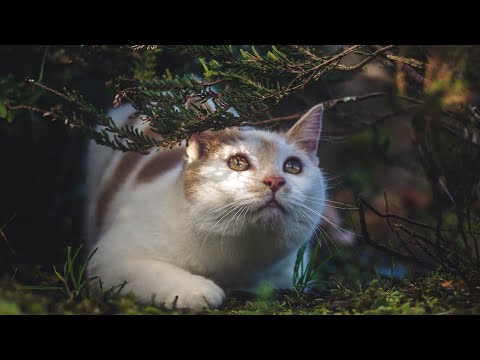 Видео: Музыка для снятия стресса у кошек😽🎵 Исцеляющая музыка в лесу, исцеляющая музыка для моего кота,...