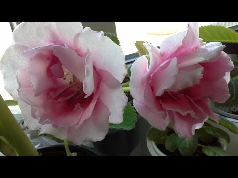 Видео: Глоксинии. Первая пикировка сеянцев 15 ноября 2017