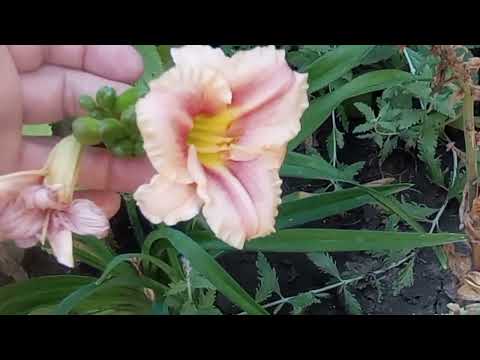 Видео: Что возьму с собой в Закарпатье? Растения, которые будут переселяться.