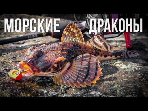 Видео: Морская рыбалка ДЛЯ НОВИЧКОВ. ИХ поймает КАЖДЫЙ !!!  Владивосток, Спортивная набережная, мыс Купера.