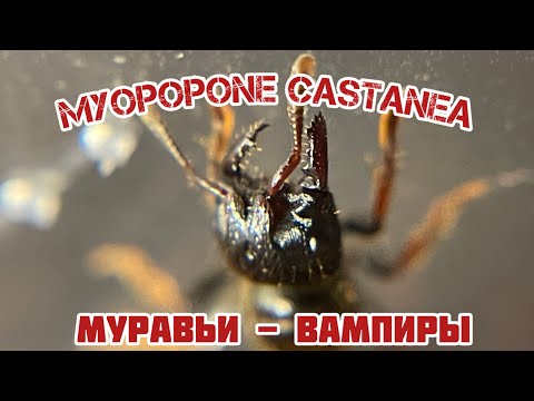 Видео: Myopopone castanea - мини обзор 