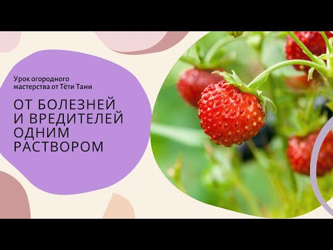 Видео: 826. От болезней и вредителей одним раствором.