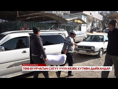 Видео: ТӨӨ БУУРЧАГЫН САТУУ ҮЧҮН КЕЗЕК КҮТКӨН ДЫЙКАНДАР