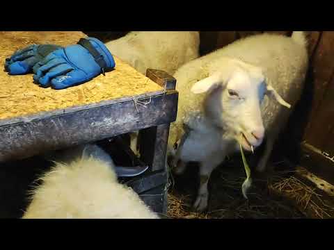 Видео: Ситуация :коза съела послед.