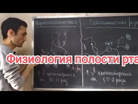 Видео: Физиология. Пищеварение в полости рта.