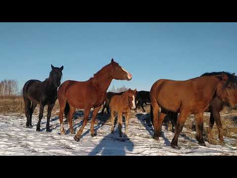Видео: Болтология. С чего начинать. Мысли в слух.