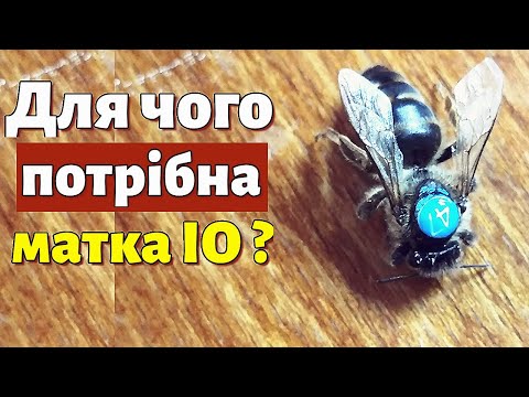 Видео: Для чого потрібні матки ІО у вас на пасіці? Капіляри для ІО маток