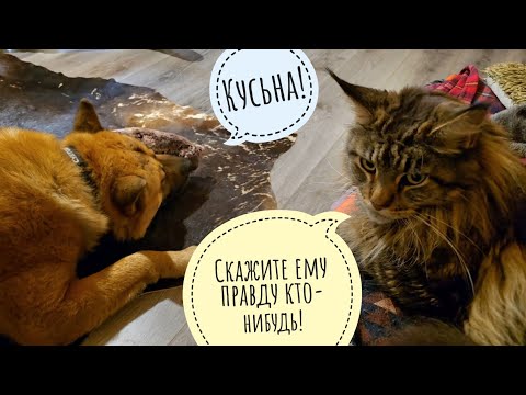 Видео: Пёс Кубик принёс мне волка и сжевал бобра! Кошка Морошка в недоумении