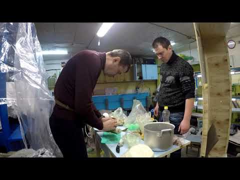 Видео: готовим корм для гуппи