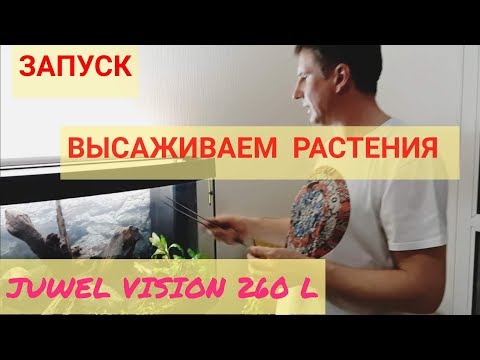 Видео: Аквариум Juwel vision 260 л. Запуск. Высаживаем растения. Выпуск 4.