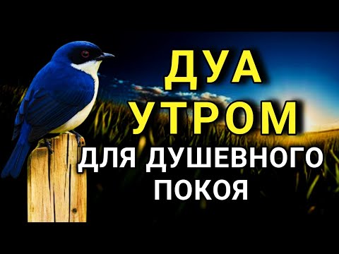 Видео: ✨ ДУА УТРОМ ДЛЯ СПОКОЙСТВИЯДУШИ 🌈🔑💯