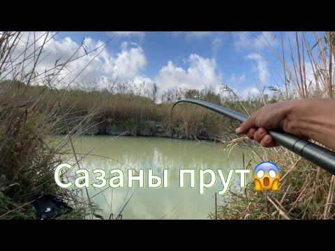 Видео: Сазаны ПРУТ😱 Удочка в дугу!!! Рыбалка на поплавок!!!