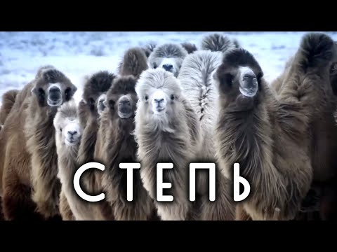 Видео: Почему в степи не растет лес? Животные и растения степи
