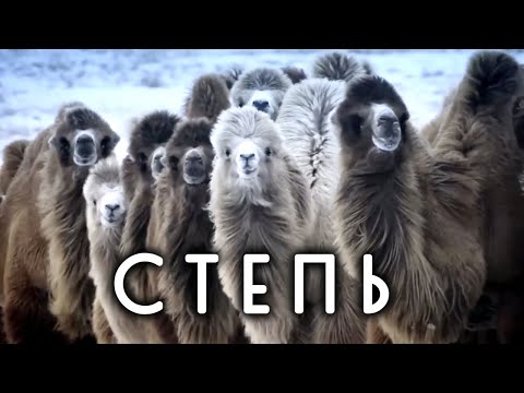 Видео: Почему в степи не растет лес? Недетские вопросы о природе. Флора и фауна степи